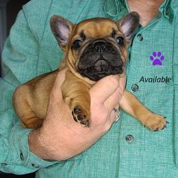 French Bulldog Puppies from Janet's Frenchies