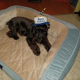 Miniature Schnauzer Puppies from A'Lord Miniature Schnauzer