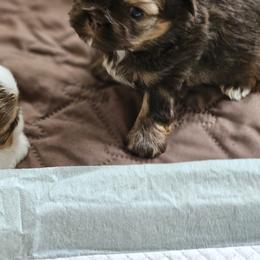 Mocha Bean - Chocolate and tan female Shih Tzu puppy in Kings Mountain, North Carolina from NC Shih Tzus by Tammy