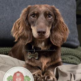 Grizz - Dachshund