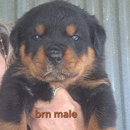 Boy 2 - Black and mahogany male Rottweiler puppy in De Witt, Iowa from Irish Eyes Kennels