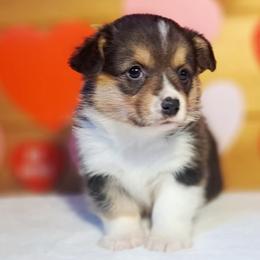 Orion - Black and tan male American Corgi puppy in Gouverneur, New York from St. Lawrence Corgis