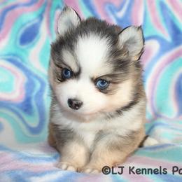 Banana - Gray and white male Pomsky puppy in Centerville, Iowa from LJ Kennels Pomskies, LLC
