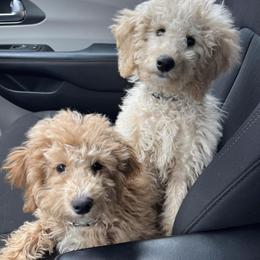 Goldendoodle and Poodle Puppies from Still Waters Farm