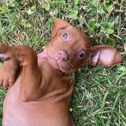 Maggie - Golden rust female Vizsla puppy in Bloomington, Indiana from Envizion