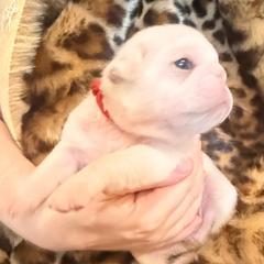 Red collar - White female Pug puppy in Deer Park, Texas from Butler Pugs and Frenchies