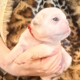 Red collar - White female Pug puppy in Deer Park, Texas from Butler Pugs and Frenchies