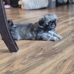 Moo - Fawn sable female Pekingese puppy in Chehalis, Washington from Megan's Pekingese