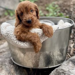 Frank - Red  male Goldendoodle puppy in South Jordan, Utah from Wasatch Pup