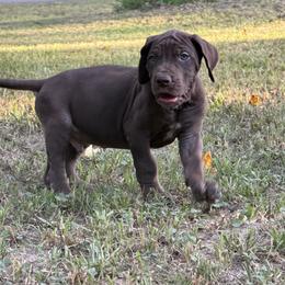 Machiatto - Chocolate male Great Dane puppy in Montgomery, Texas from KD Sweet Southern Danes