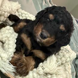 Honey Bear - Phantom female Bernedoodle puppy in Mint Hill, North Carolina from Ball-Y-Hoo Bernedoodles