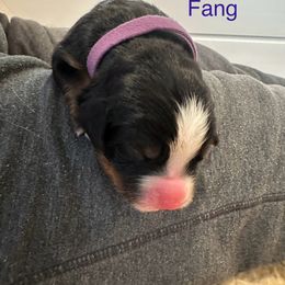 Bernese Mountain Dog Puppies from Midnight Bernese Mountain Dogs