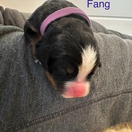 Bernese Mountain Dog Puppies from Midnight Bernese Mountain Dogs