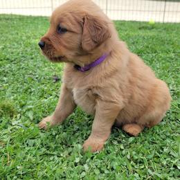 Golden Retriever Puppies from Cedar Life Goldens