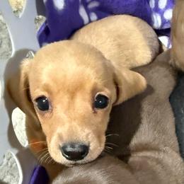 Orange collar - Cream female Dachshund puppy in Shawnee, Oklahoma from Magic Eagle Miniature Dachshunds