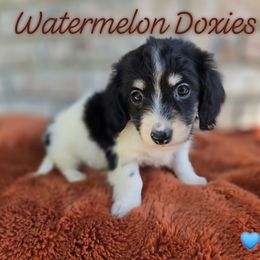 Cypress - Piebald male Dachshund puppy in Tuscaloosa, Alabama from Watermelon Doxies