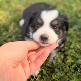 Autumn ASDR - Black tri female Toy Australian Shepherd puppy in Polk City, Florida from Skaky Shepherds