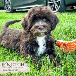 Marie - Brown and white female Portuguese Water Dog puppy in Asheville, North Carolina from Top Notch Portuguese Water Dogs
