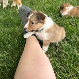 Green - White and sable male Shetland Sheepdog puppy in Fontanelle, Iowa from Jensen Farms Shelties