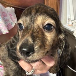 Copper - Brindle male Dachshund puppy in Griffin, Georgia from Always Trippin' Doxie Life