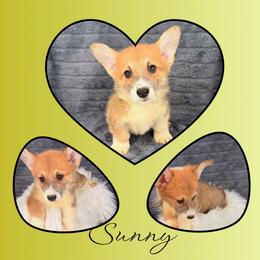 Sunny - Red male Pembroke Welsh Corgi puppy in Kiowa, Colorado from Cool Water Corgis LLC