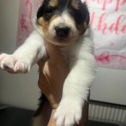 Basil - Black white and tan male Collie puppy in Henderson, Nevada from River Spirit Collies