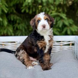 Truffles - Merle male Bernedoodle puppy in Bremen, Indiana from Farmland Doodles