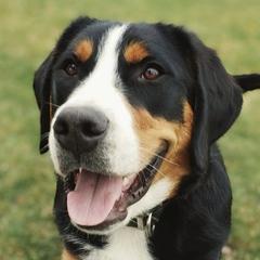 Greater Swiss Mountain Dogs from Greater Swiss of Whitetail Acres