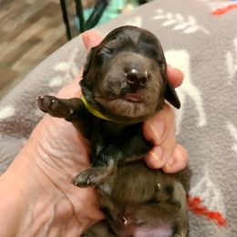 Green Collar Boy - Dapple male Dachshund puppy in Waynesboro, Tennessee from Owl Hollow Farm Miniature Dachshunds