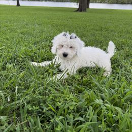 Banks - Black and white male Bernedoodle puppy in Camden, North Carolina from Luv My Doodle