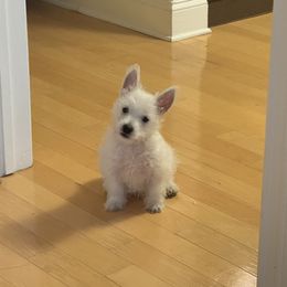 West Highland White Terrier puppies from Jersey City Westies