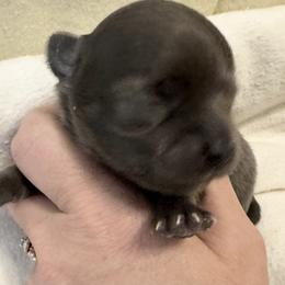 Owen - Blue and white male Chihuahua puppy in Brooklyn, Connecticut from Ladybug Chihuahuas