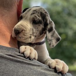Phoebe - Mantle merle Great Dane puppy in Miamisburg, Ohio from Myshire Danes