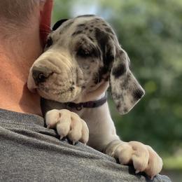 Phoebe - Mantle merle Great Dane puppy in Miamisburg, Ohio from Myshire Danes