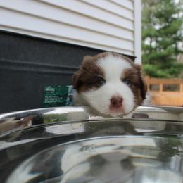 Australian Shepherd Puppies from Starlit Grove Australian Shepherds