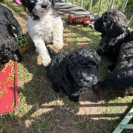 Poodle Puppies from Granite Valley Poodles