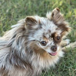 Berry bear - Pomeranian