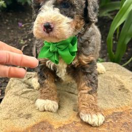 Cosmo - Sable male Bernedoodle puppy in Mint Hill, North Carolina from DoodleForever
