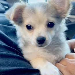 Marigold - Cream and white female Chihuahua puppy in Omaha, Nebraska from Tiny Nation Chihuahuas