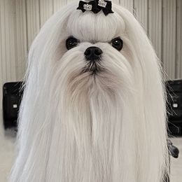 Nookie - Maltese