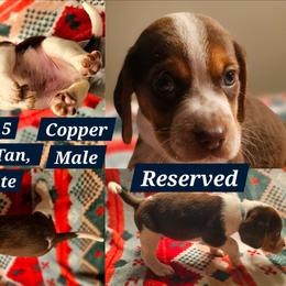 Copper-Dark Blue-Male - Brown white and tan male Beagle puppy in Bemidji, Minnesota from Nse Farms Beagles