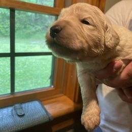 Goldendoodle Puppies from Island Doodles of Maine