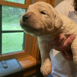Goldendoodle Puppies from Island Doodles of Maine