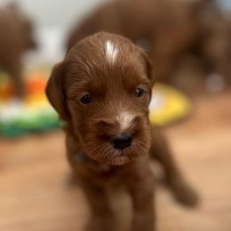 Beau (gray) - Red  male Goldendoodle puppy in Apopka, Florida from The Classic Doodle