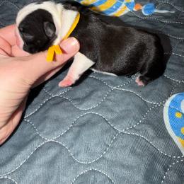 Buckshot - Seal and white male Boston Terrier puppy in Ringgold, Georgia from A-K Boston Terriers