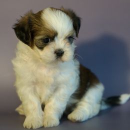 Female I - Tricolor female Shih Tzu puppy in Middleborough, Massachusetts from Shih Tzu Pups