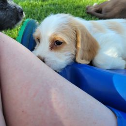 Amos - Red tri-color Assorted Doodle Crosses puppy in Blackfoot, Idaho from Lucky Pup Meadows