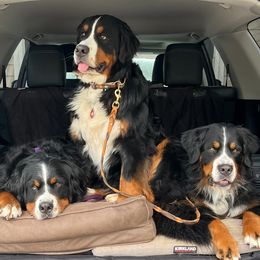 Bernese Mountain Dogs from Rebecca's Bernese Mountain Dogs