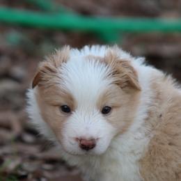 Gold male 2 - Gold male Border Collie puppy in Tylertown, Mississippi from Cool Meadow Farms