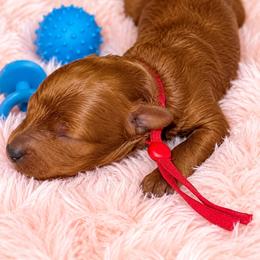 Dolly - Red  female Poodle puppy in Atlanta, Georgia from ATLANTA POODLE BREEDER (AKC)